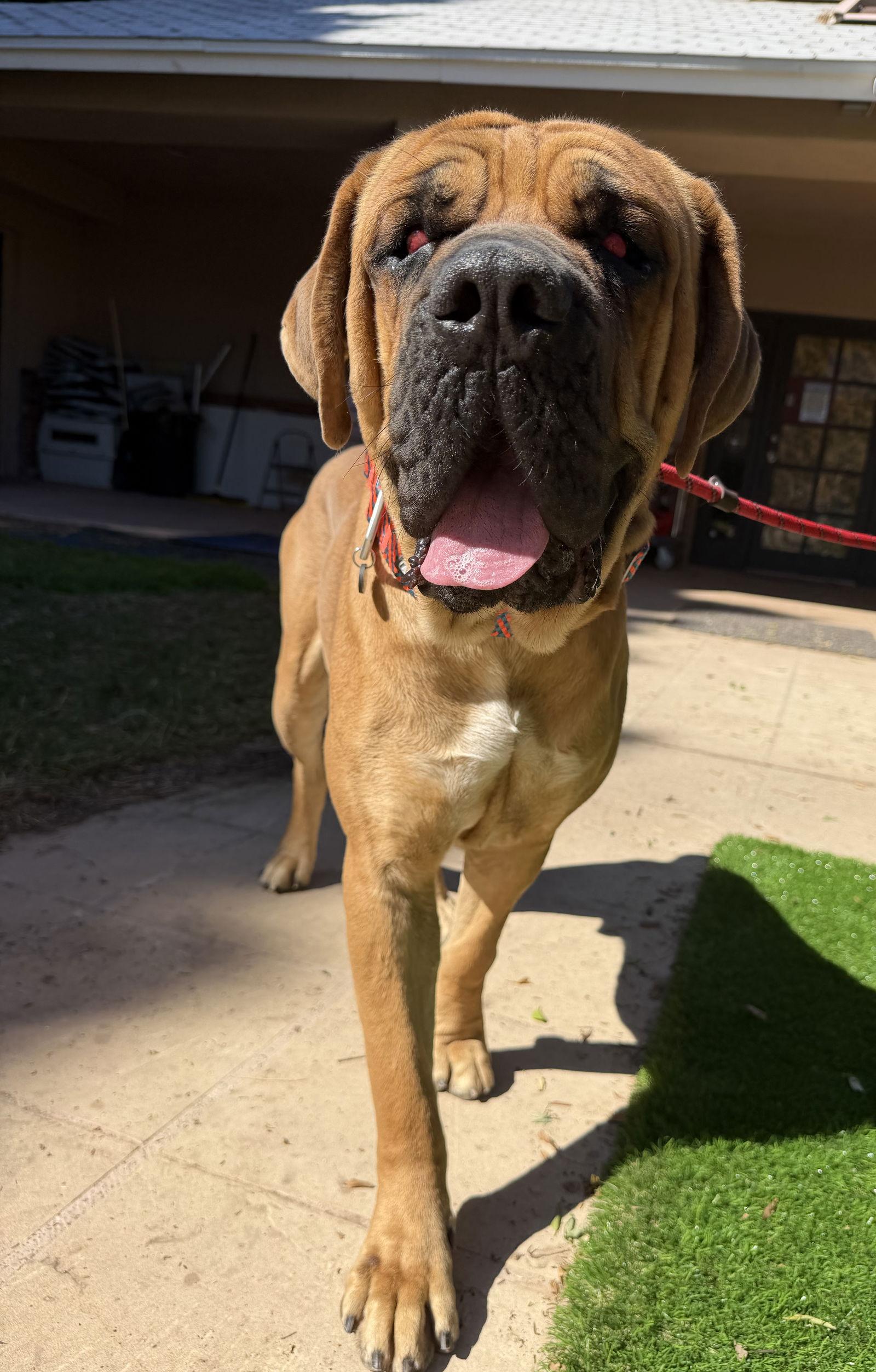 Enlarge Mojo, a Adoptable Mastiff in Glendale, AZ image 2/3