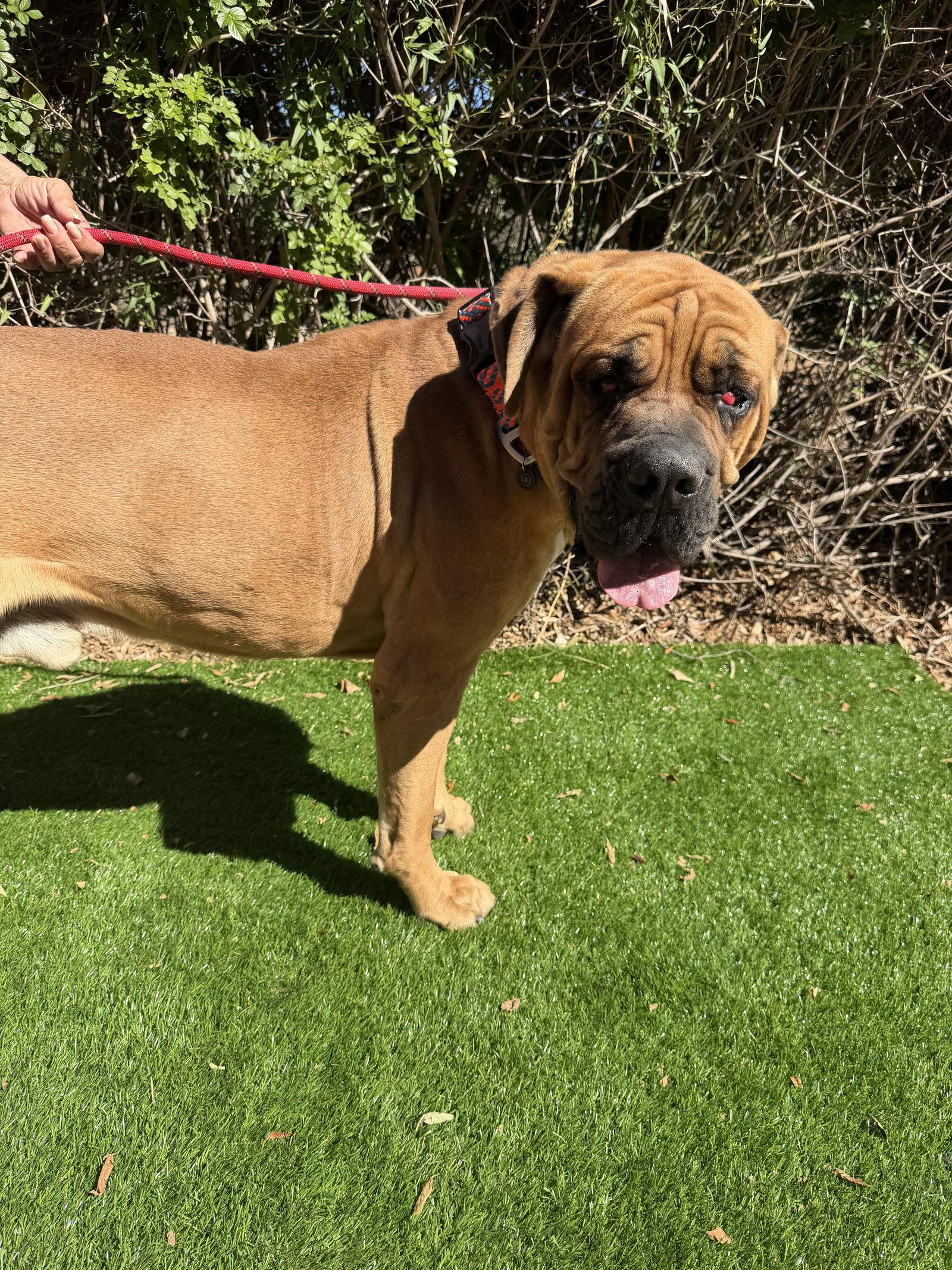 Enlarge Mojo, a Adoptable Mastiff in Glendale, AZ image 3/3