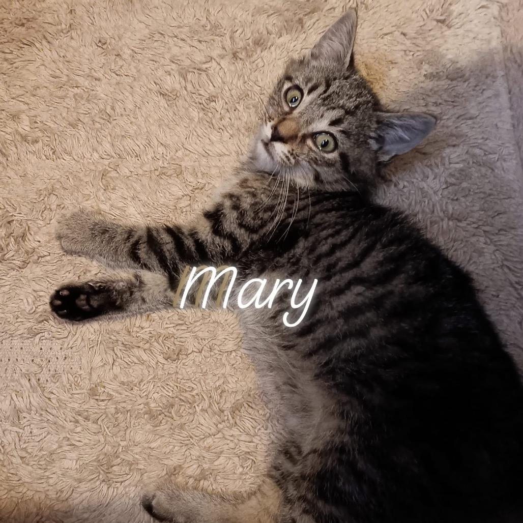 Mary, Adoptable, Kitten Female Domestic Short Hair.