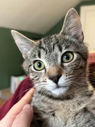 Mary, Adoptable, Kitten Female Domestic Short Hair.