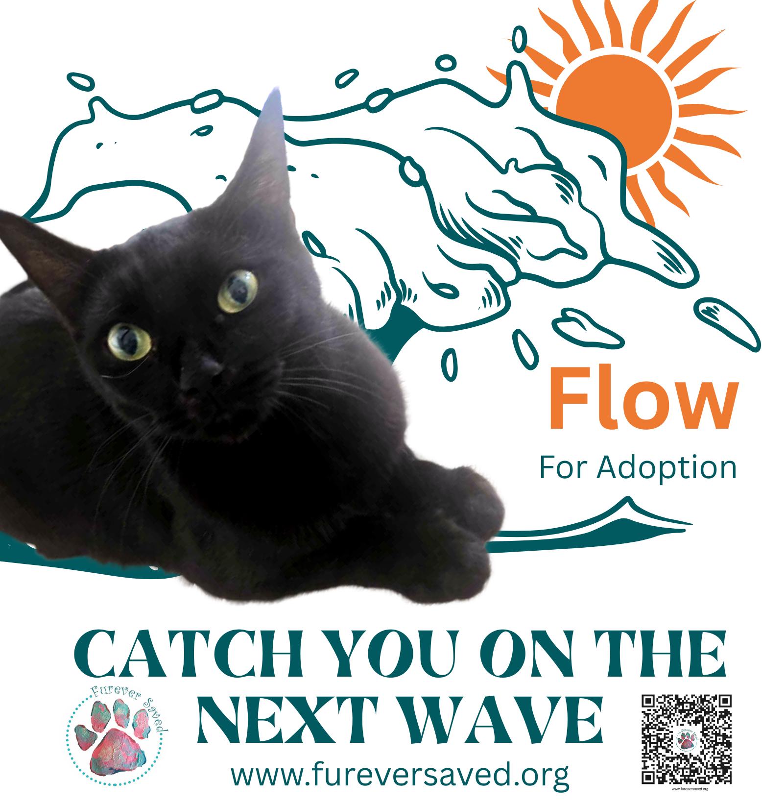 Flow, Young Male Domestic Short Hair