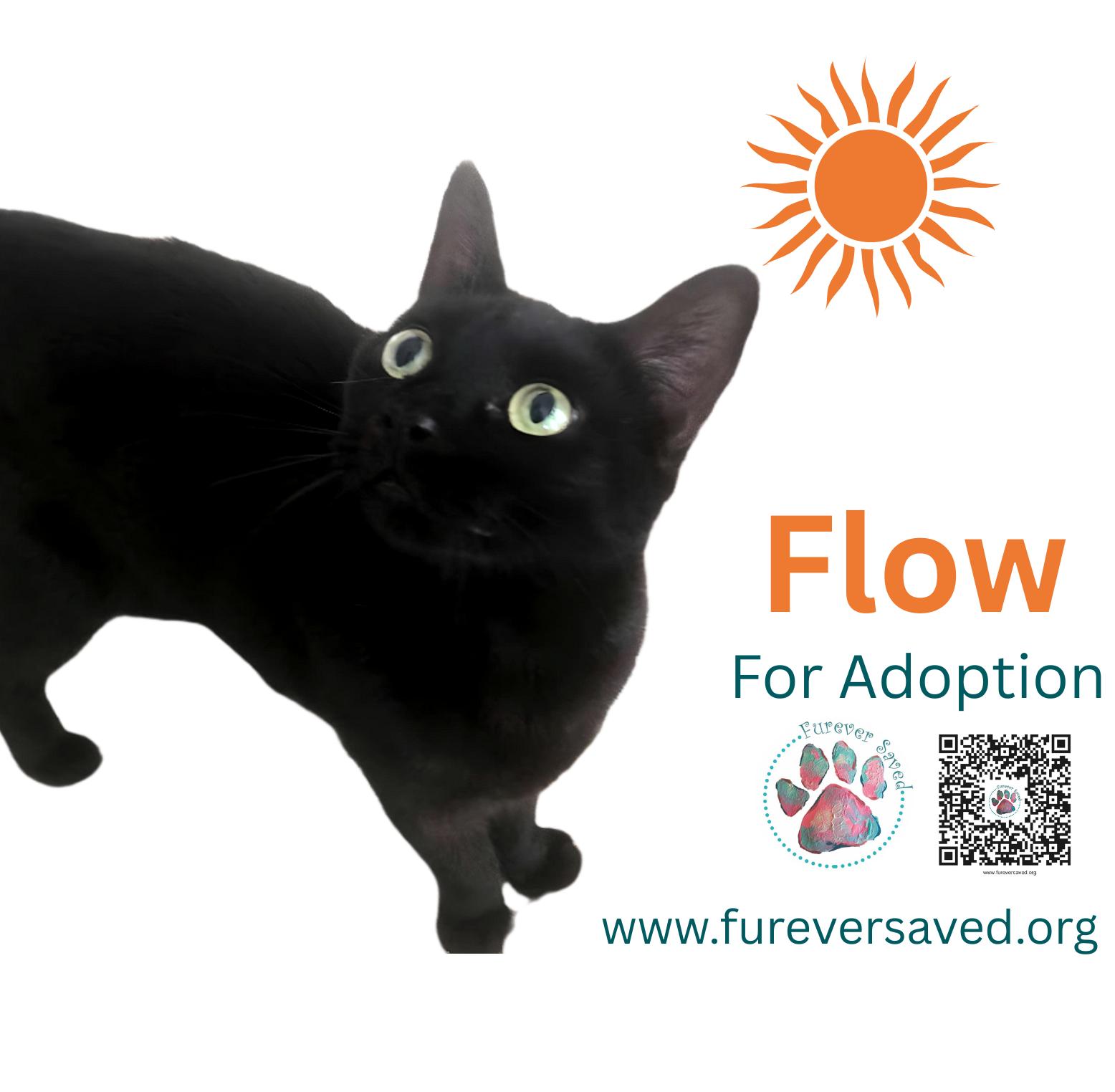 Flow photo 4