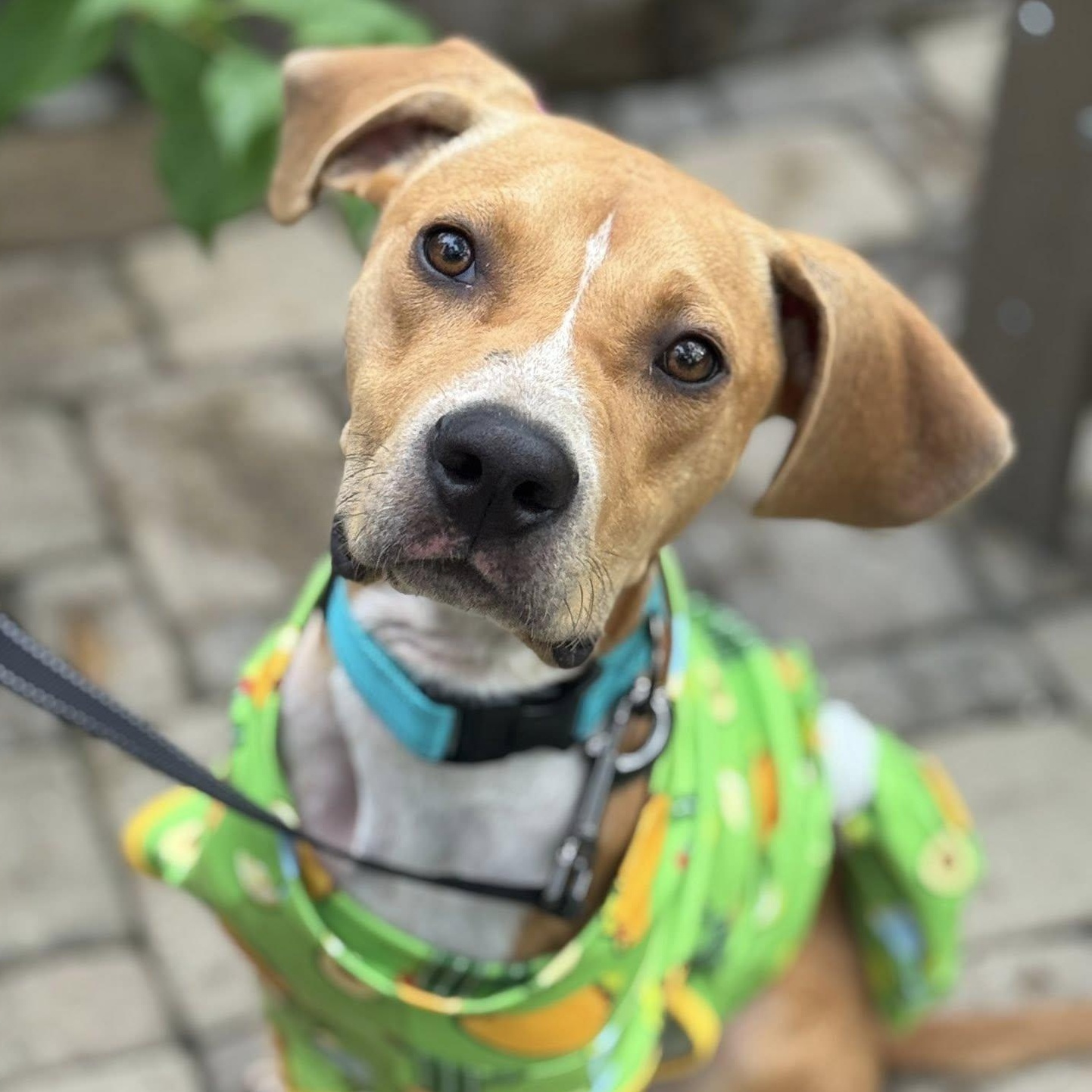 Enlarge Dublin, a Adopted mixed breed in St Simons Island, GA image 1/5