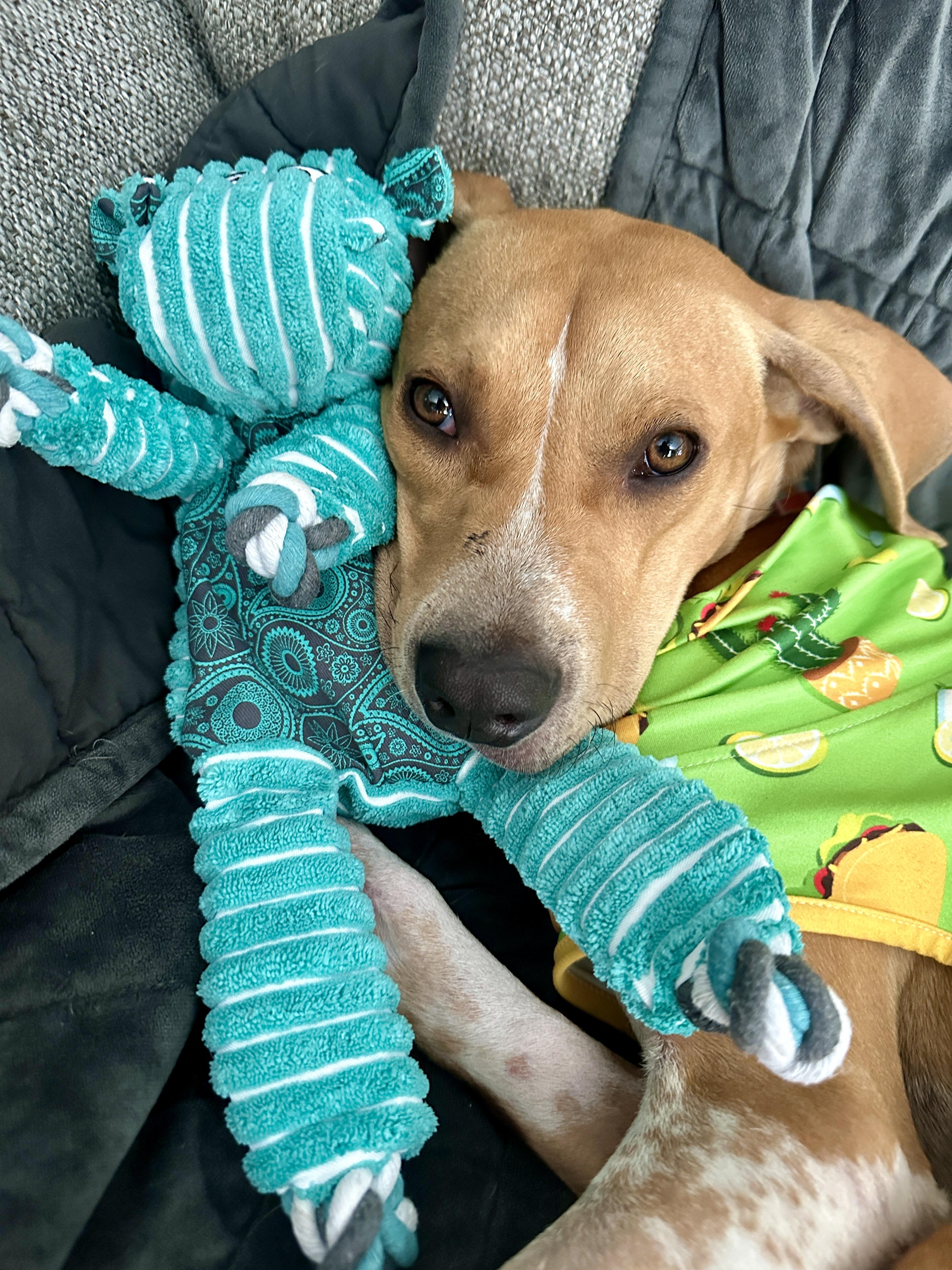 Enlarge Dublin, a Adopted mixed breed in St Simons Island, GA image 3/5