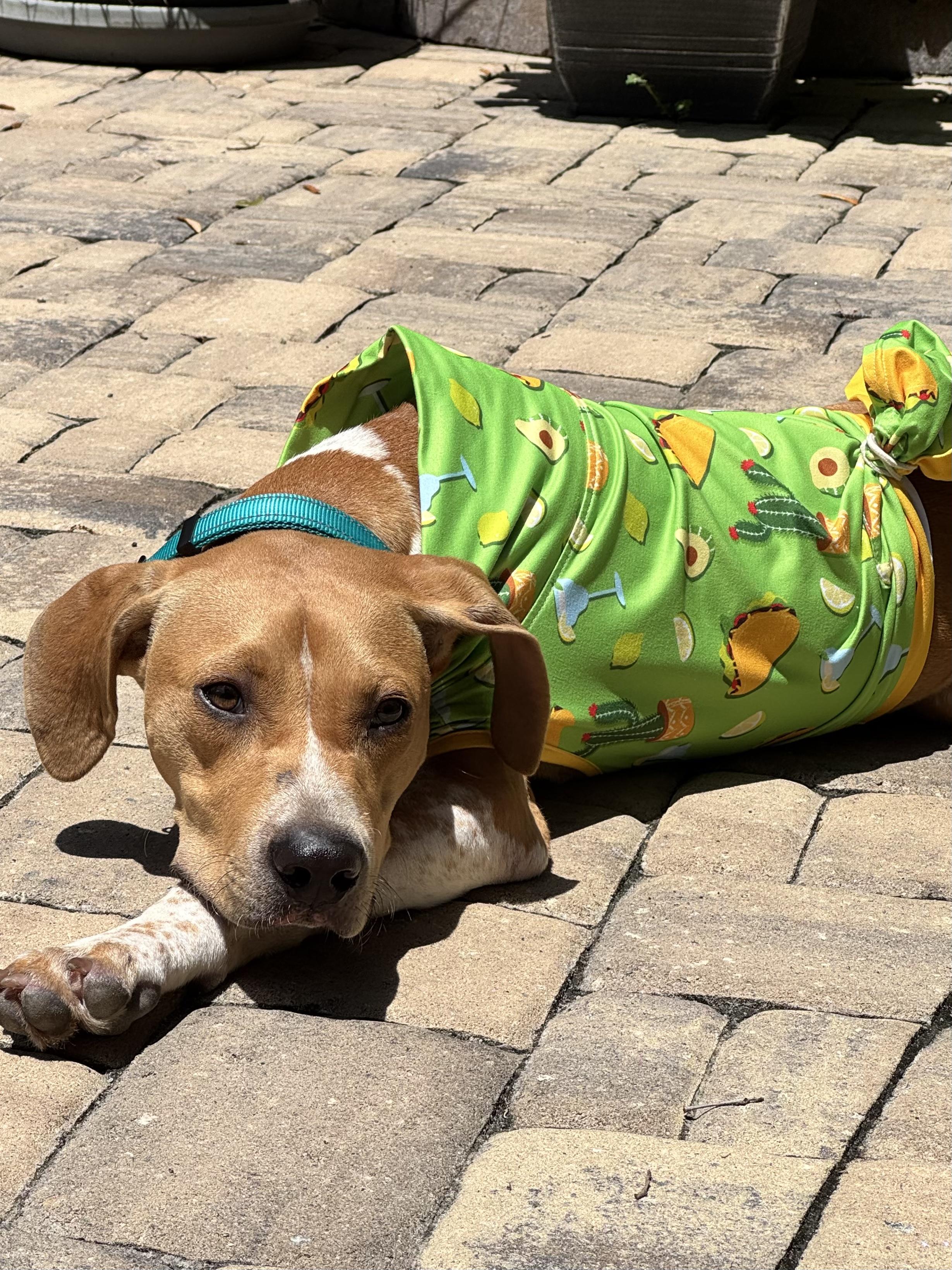 Enlarge Dublin, a Adopted mixed breed in St Simons Island, GA image 4/5