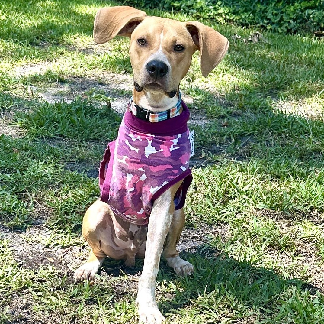 Enlarge Dublin, a Adopted mixed breed in St Simons Island, GA image 2/5