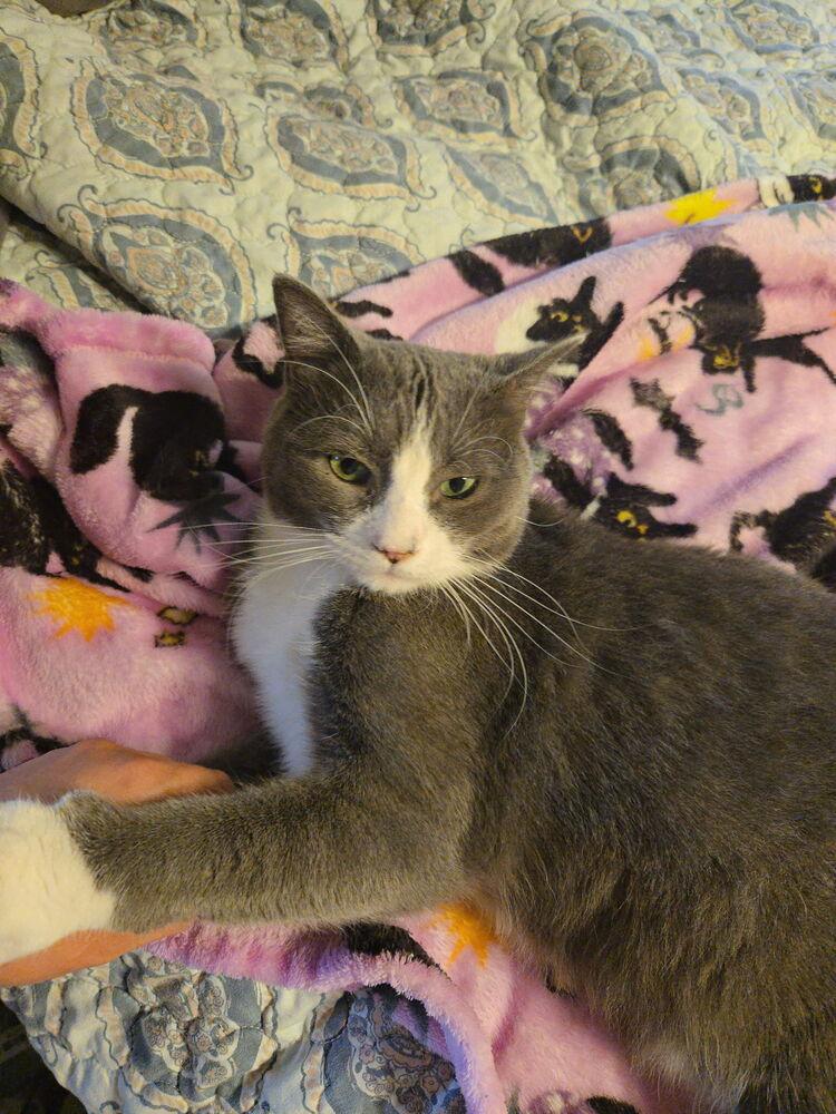 Enlarge Steve, a Adoptable Domestic Short Hair in Plumerville, AR image 1/4