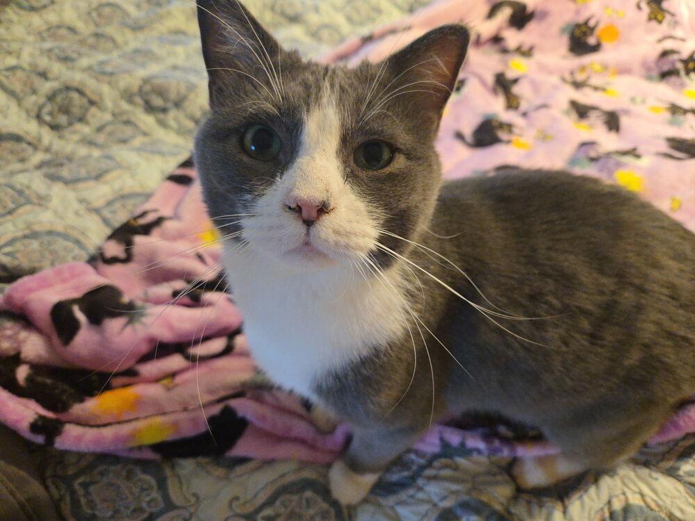 Enlarge Steve, a Adoptable Domestic Short Hair in Plumerville, AR image 2/4
