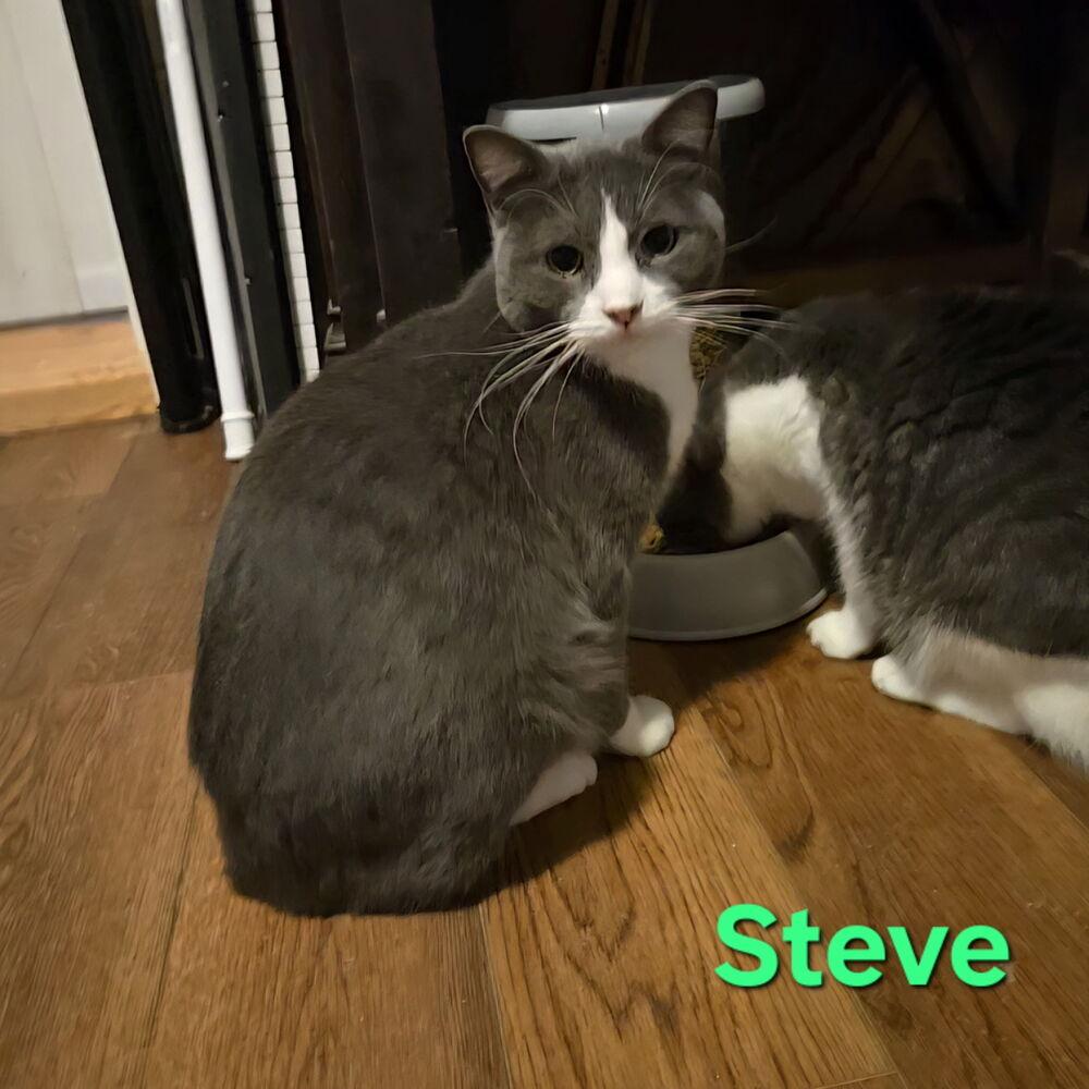 Enlarge Steve, a Adoptable Domestic Short Hair in Plumerville, AR image 1/1