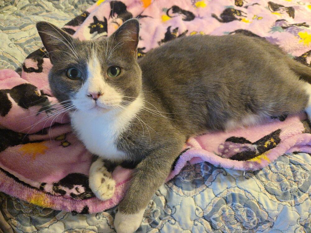 Enlarge Steve, a Adoptable Domestic Short Hair in Plumerville, AR image 4/4