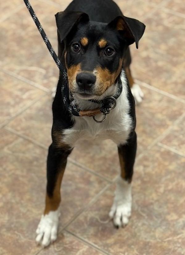 Enlarge Bailey, a Adoptable mixed breed in Littleton, CO image 1/1