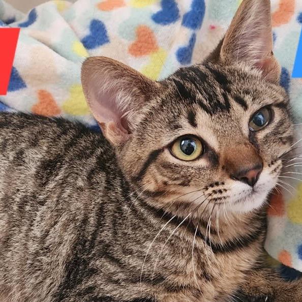 Wiley, Adoptable, Kitten Female Domestic Short Hair.