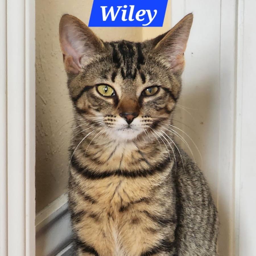 Wiley, a Adoptable Domestic Short Hair in Knoxville, TN image 2/3