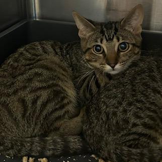 Wiley, a Adoptable Domestic Short Hair in Knoxville, TN image 3/3