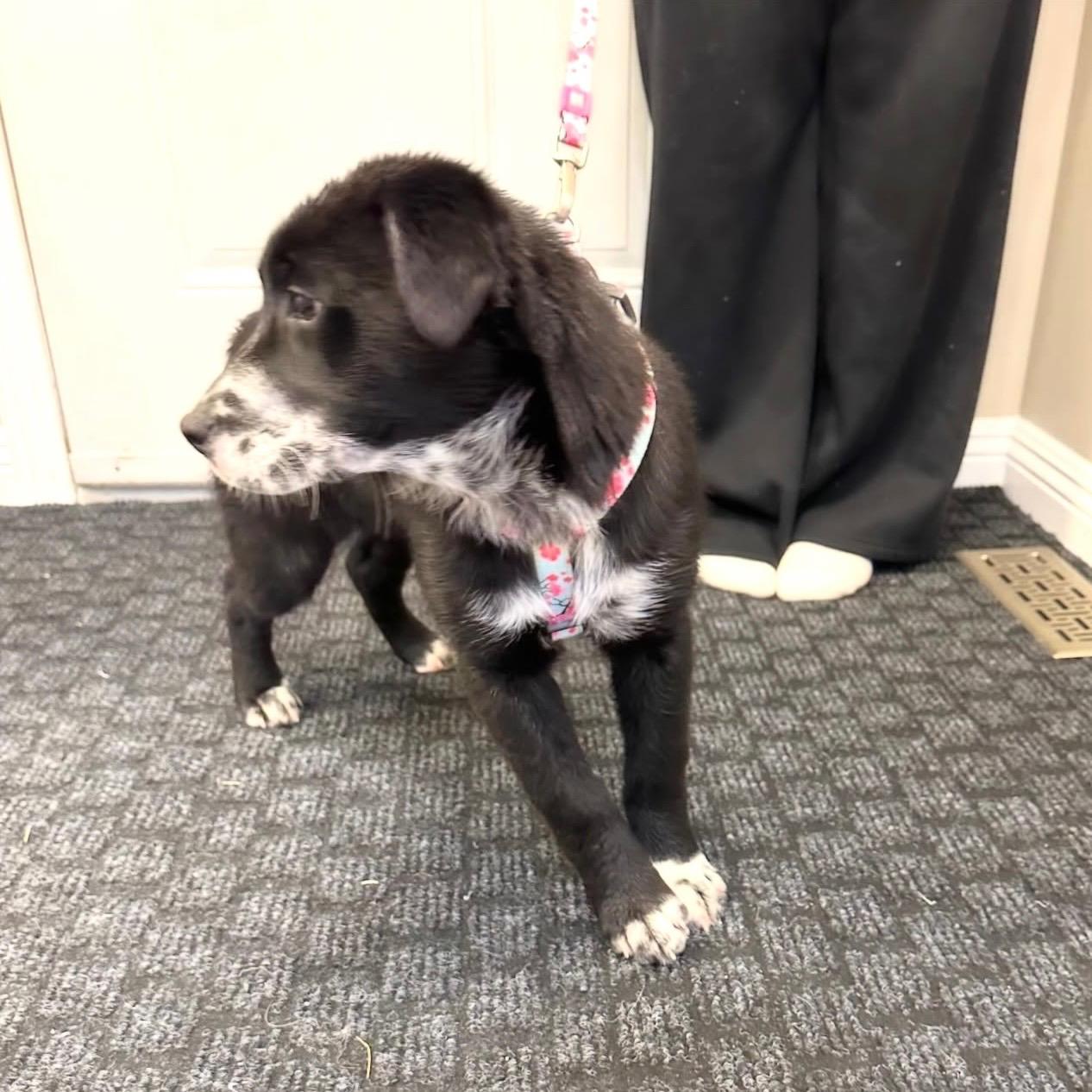 Enlarge Noire, a ADOPTABLE mixed breed in Edmonton, AB image 4/5