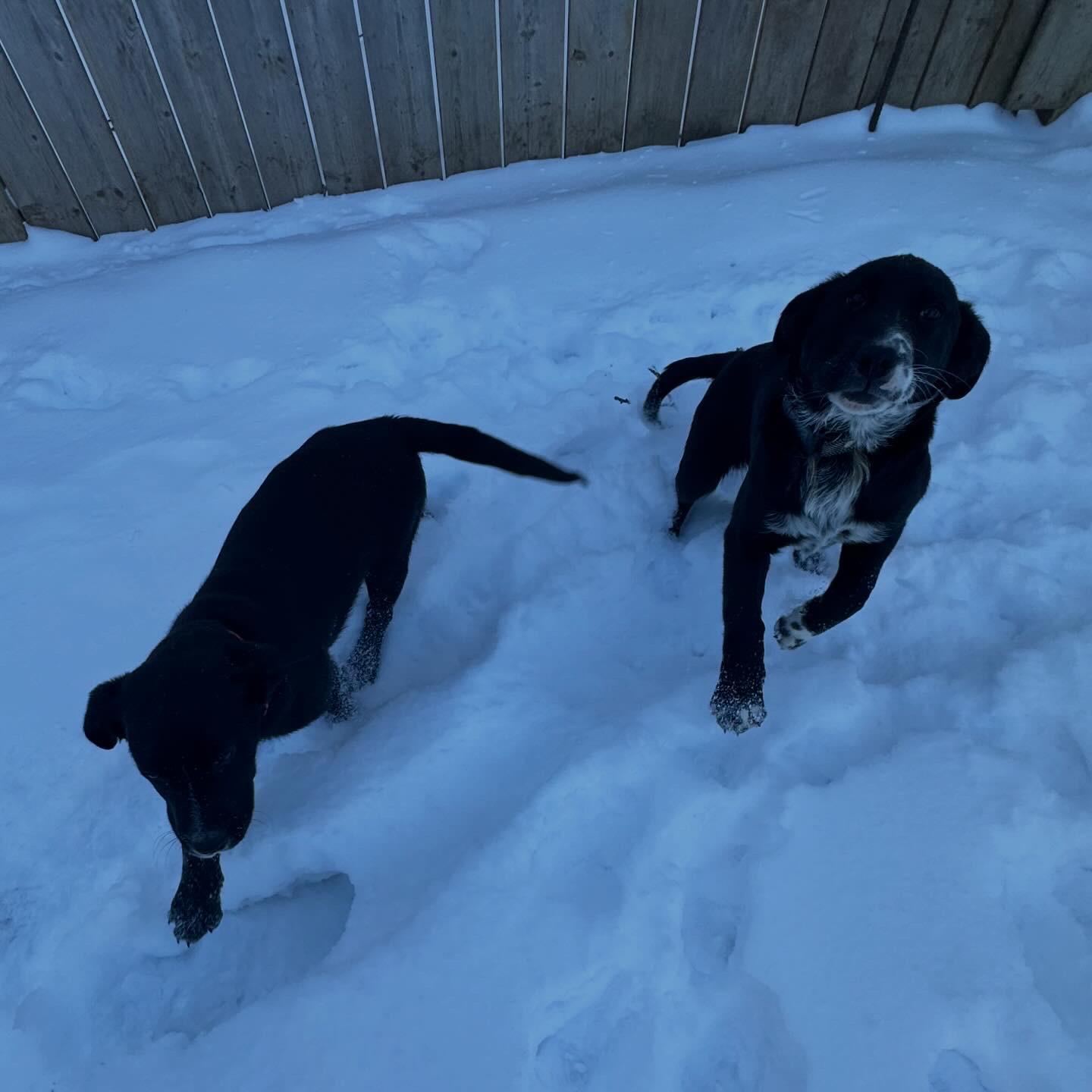 Enlarge Noire, a ADOPTABLE mixed breed in Edmonton, AB image 5/5