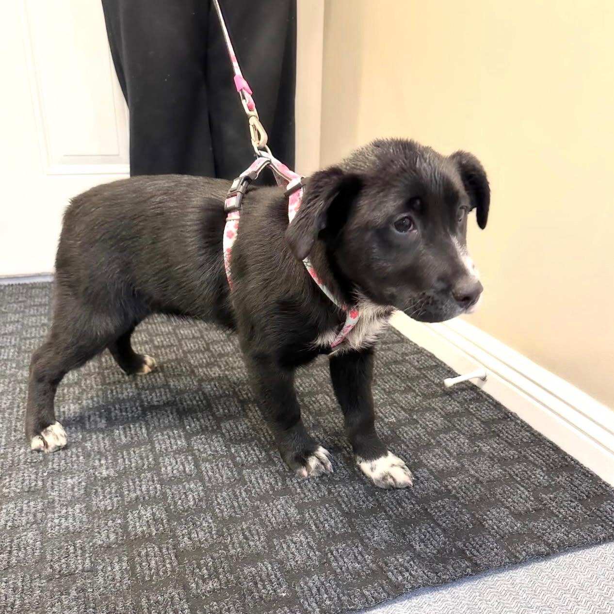 Enlarge Noire, a ADOPTABLE mixed breed in Edmonton, AB image 3/5