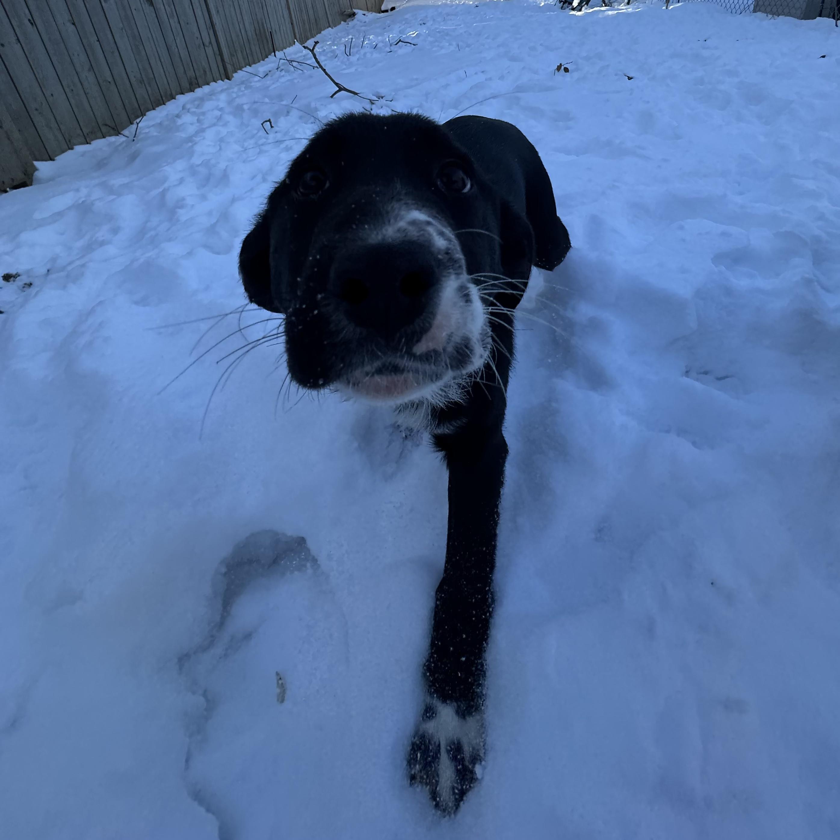 Enlarge Noire, a ADOPTABLE mixed breed in Edmonton, AB image 1/5