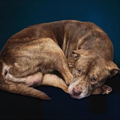 Enlarge Donner, a Adoptable American Bulldog in Stratham, NH image 2/3