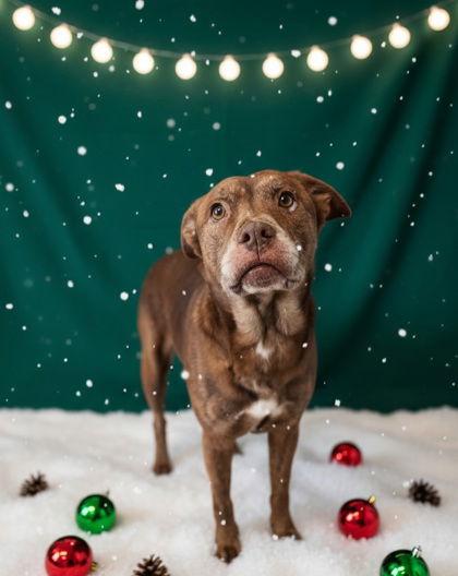 Enlarge Donner, a Adoptable American Bulldog in Stratham, NH image 3/3