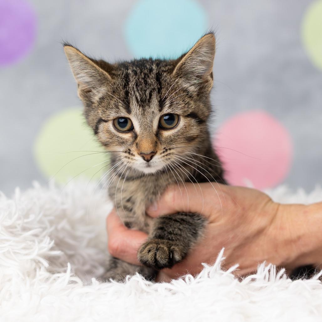 Enlarge Koshka, a Adoptable Domestic Short Hair in St. Paul, MN image 1/5