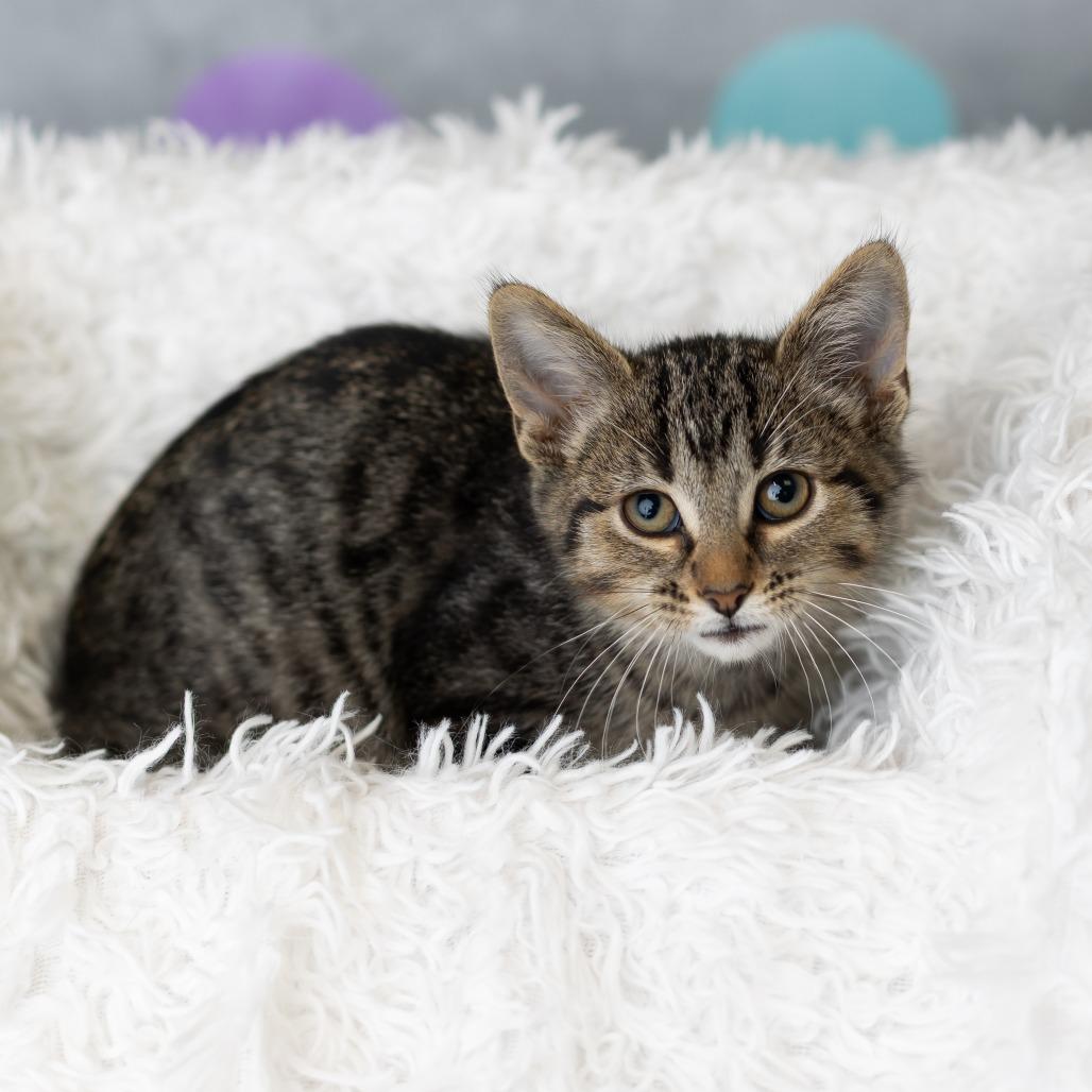 Enlarge Koshka, a Adoptable Domestic Short Hair in St. Paul, MN image 2/5