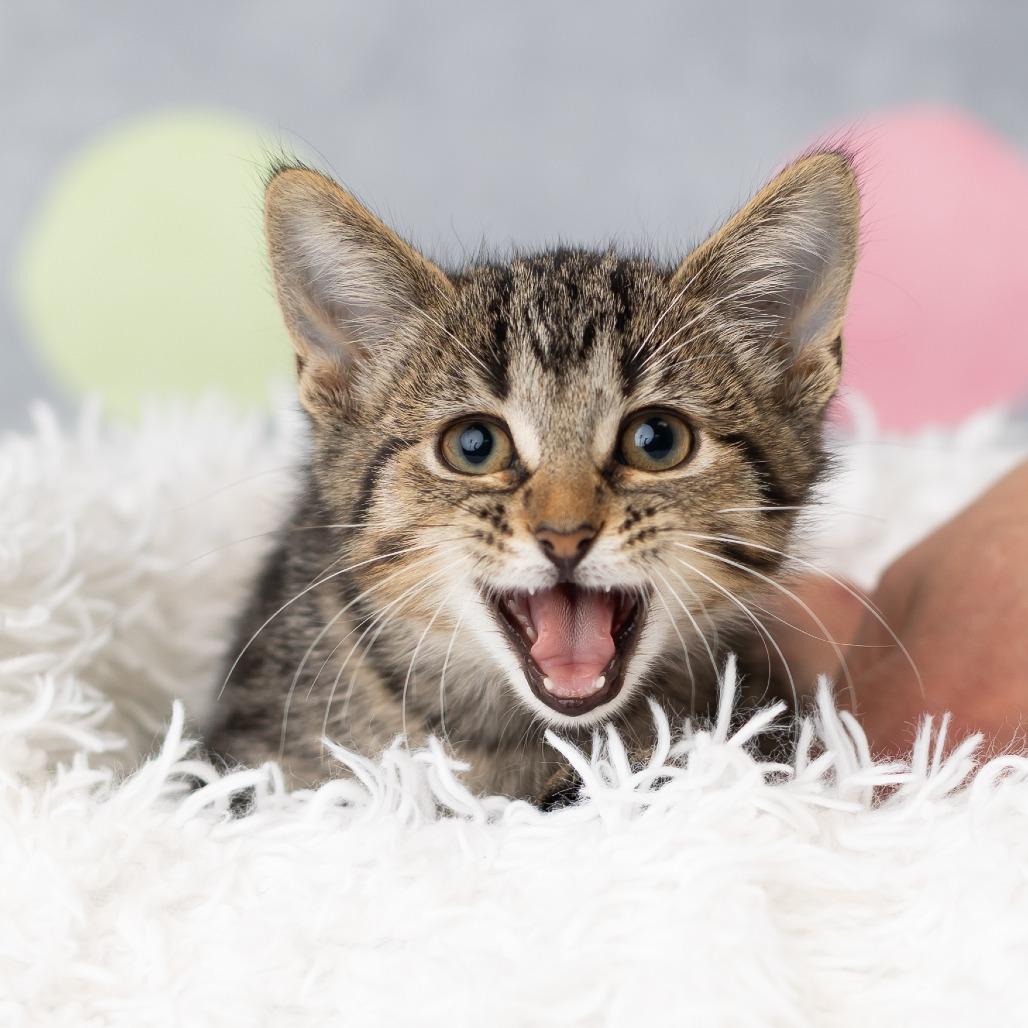 Enlarge Koshka, a Adoptable Domestic Short Hair in St. Paul, MN image 4/5