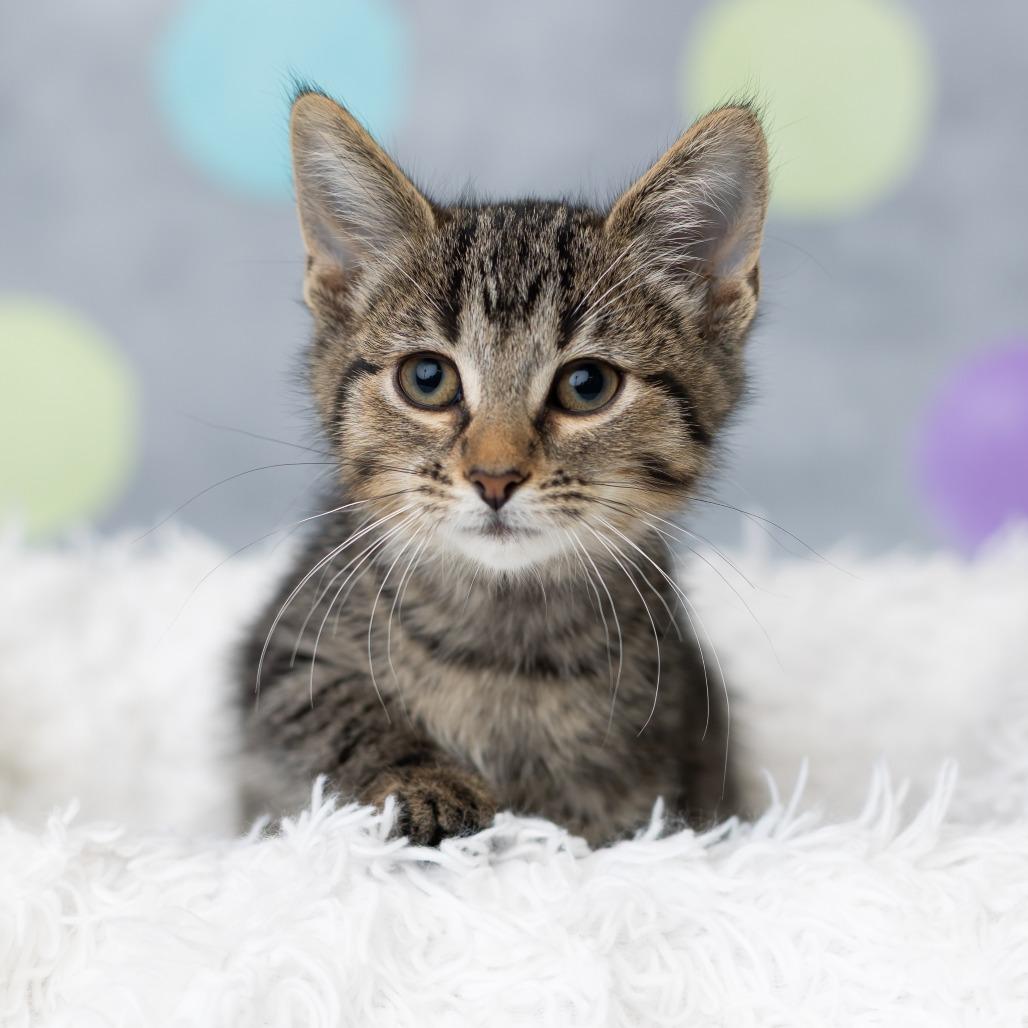 Enlarge Koshka, a Adoptable Domestic Short Hair in St. Paul, MN image 5/5