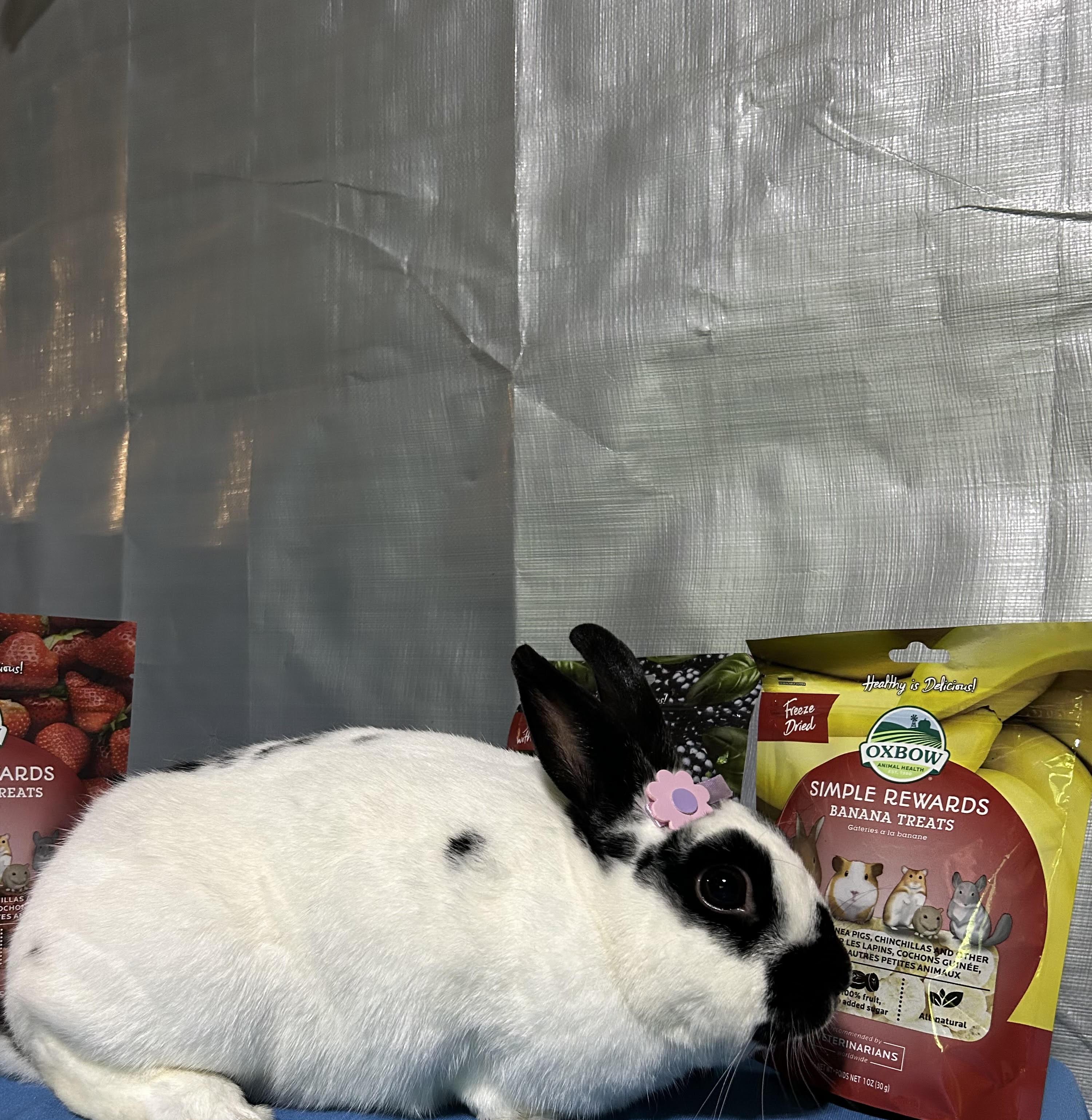 Tessie, Adoptable, Adult Female English Spot.