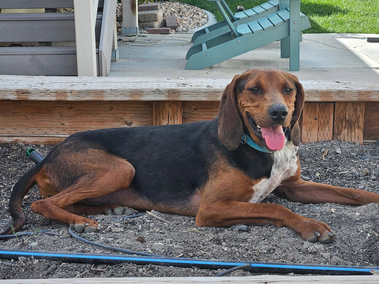 Wynona, Adoptable, Adult Female Hound.