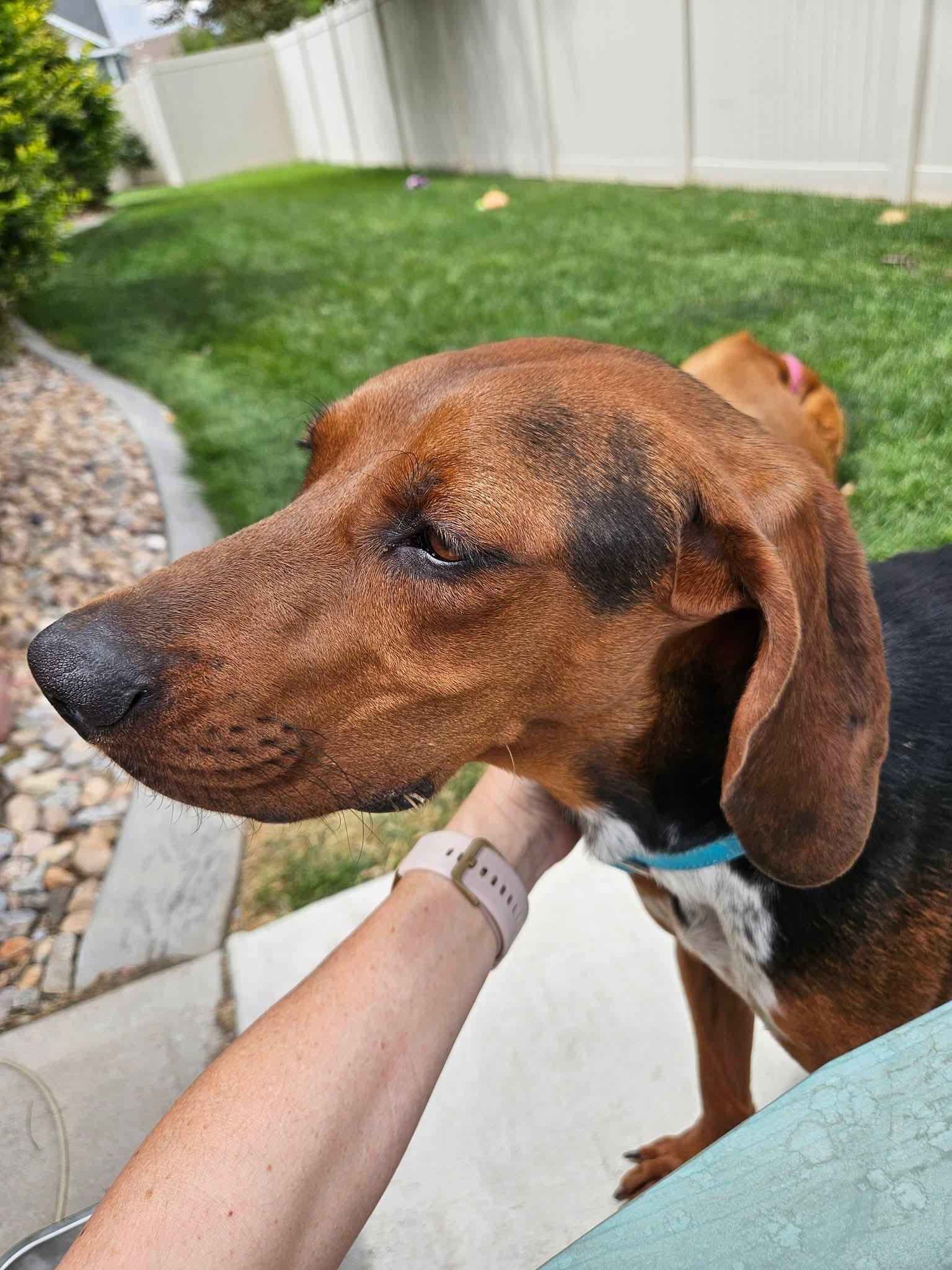 Enlarge Wynona, a Adoptable Hound in Midway, UT image 2/3
