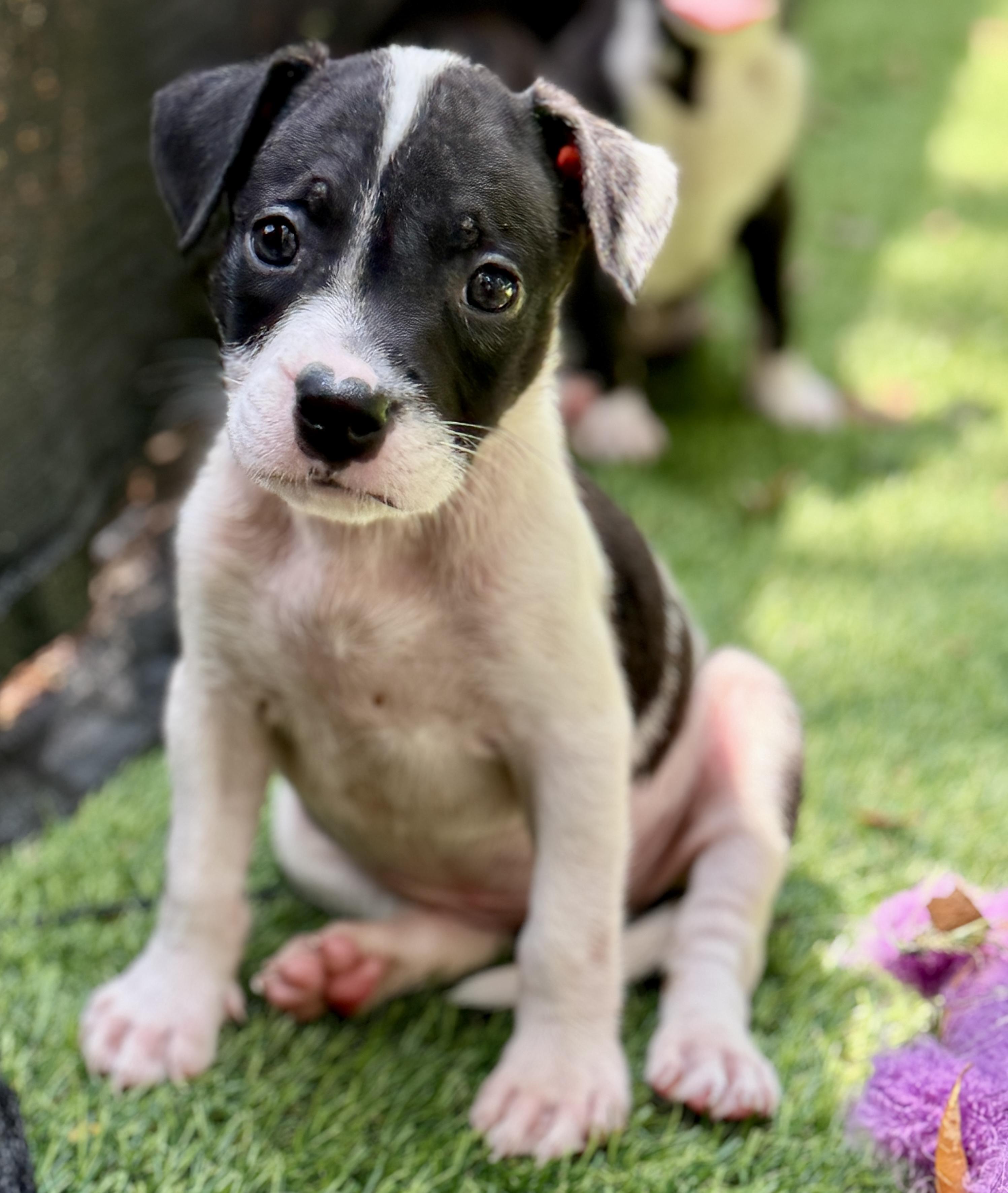 Dazzle, ADOPTABLE, Puppy Female Mixed Breed.