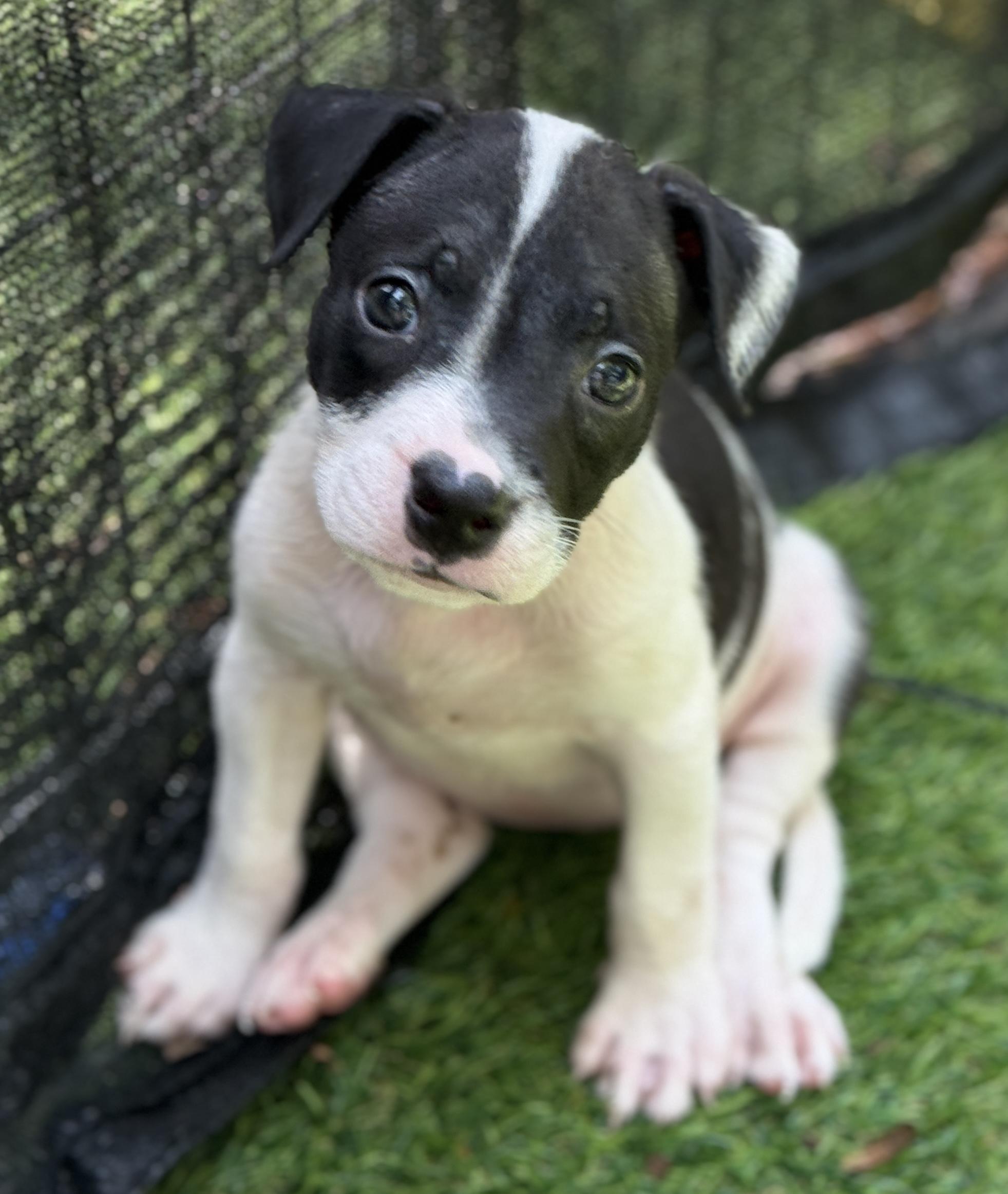 Dazzle, a ADOPTABLE Mixed Breed in Deltona, FL image 3/5