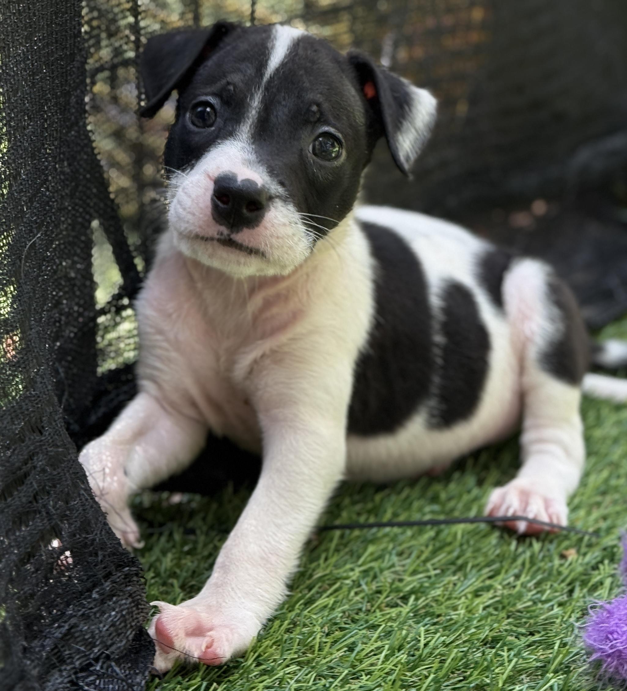 Dazzle, a ADOPTABLE Mixed Breed in Deltona, FL image 5/5
