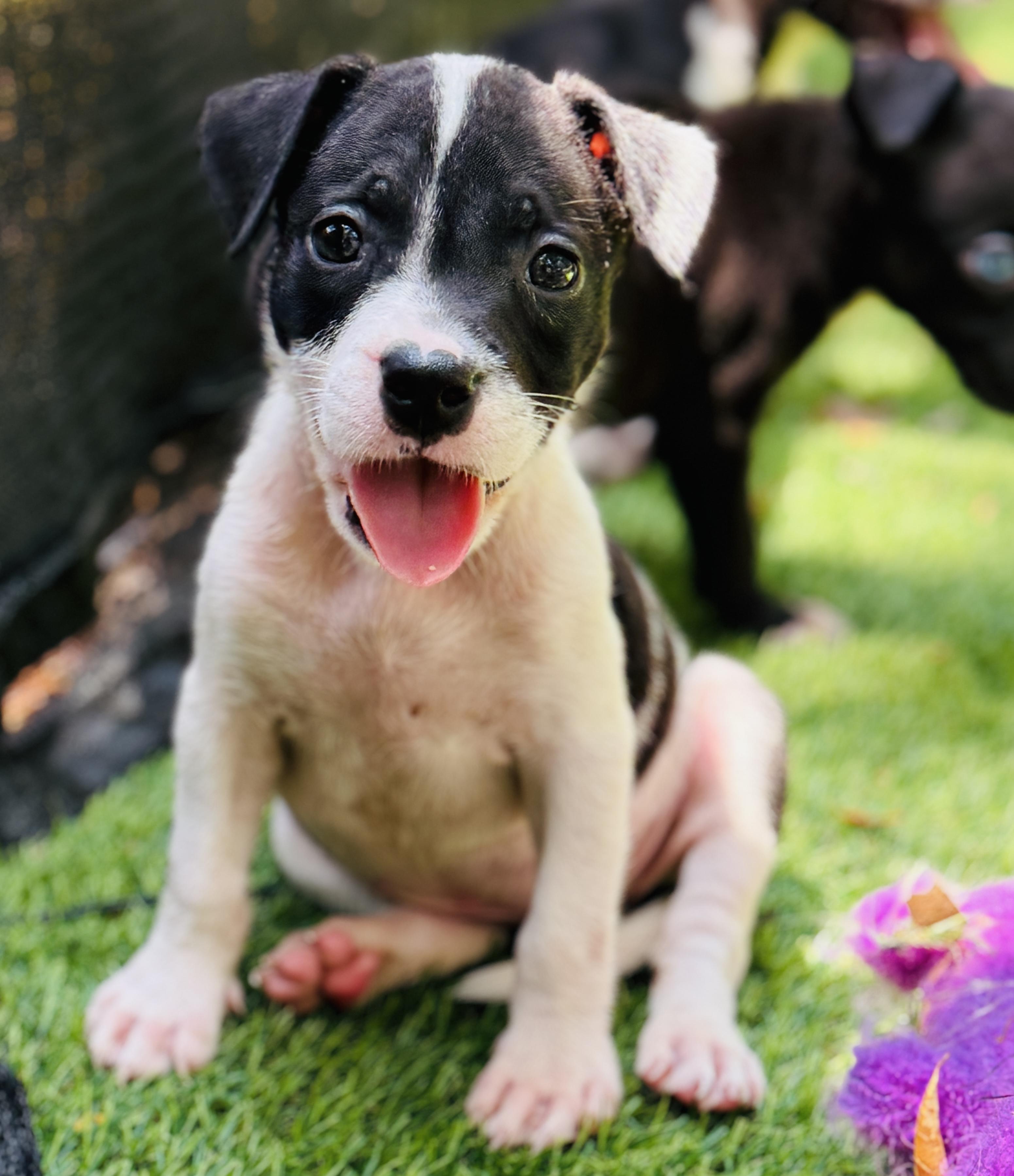 Dazzle, a ADOPTABLE Mixed Breed in Deltona, FL image 4/5