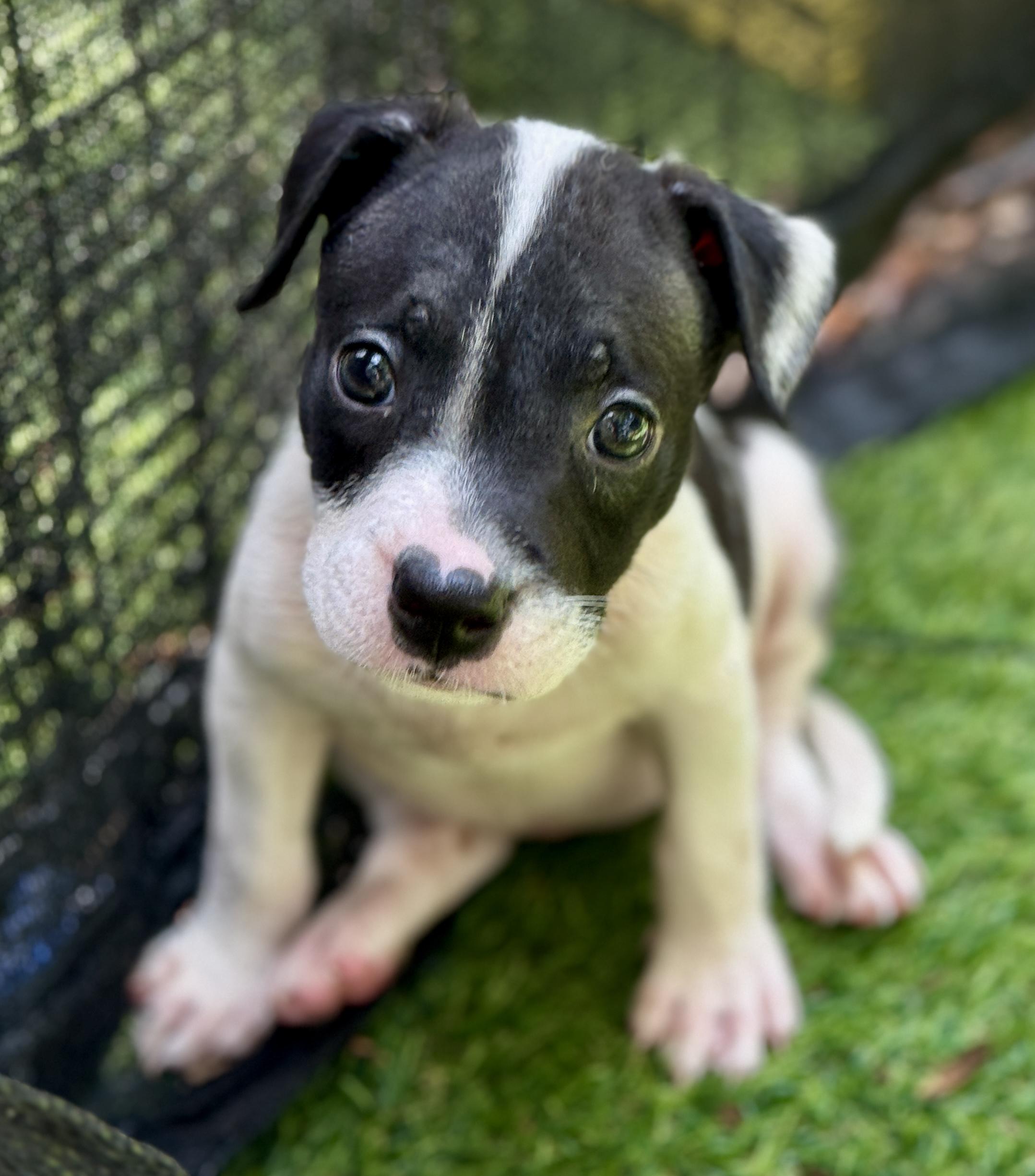 Dazzle, a ADOPTABLE Mixed Breed in Deltona, FL image 2/5
