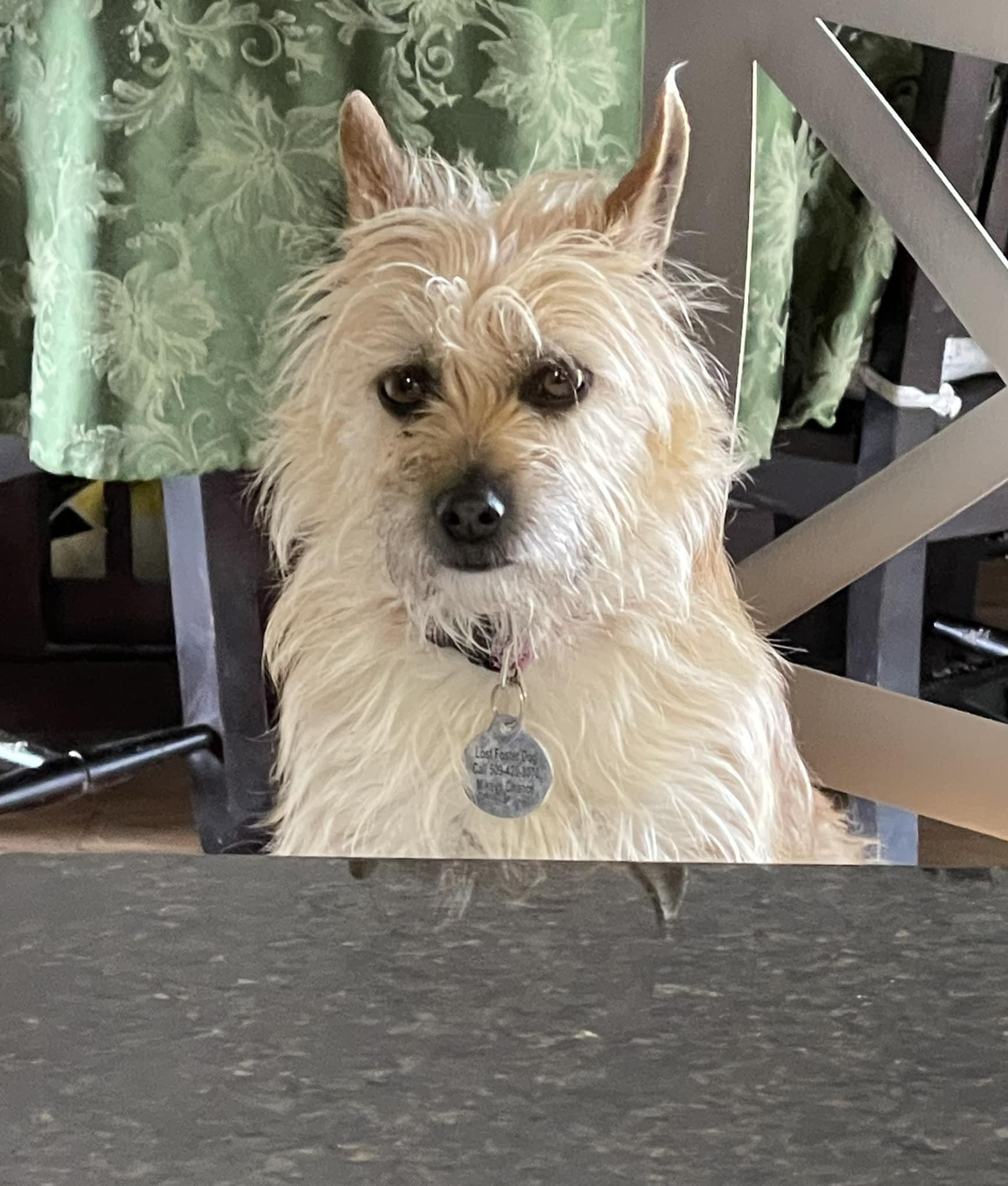 Kelcee, Adoptable, Adult Female Glen of Imaal Terrier & Border Terrier.