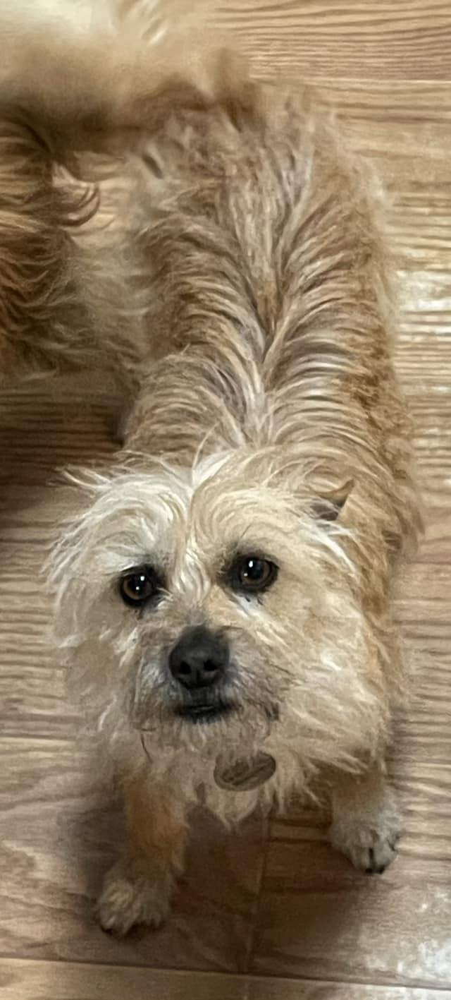 Enlarge Kelcee, a Adoptable mixed breed in West Richland, WA image 2/5