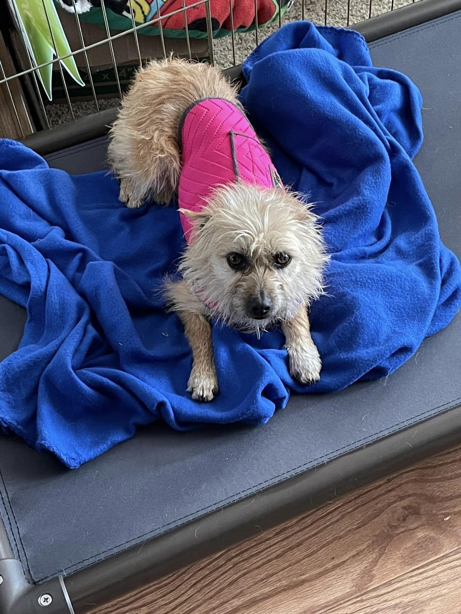 Enlarge Kelcee, a Adoptable mixed breed in West Richland, WA image 3/5