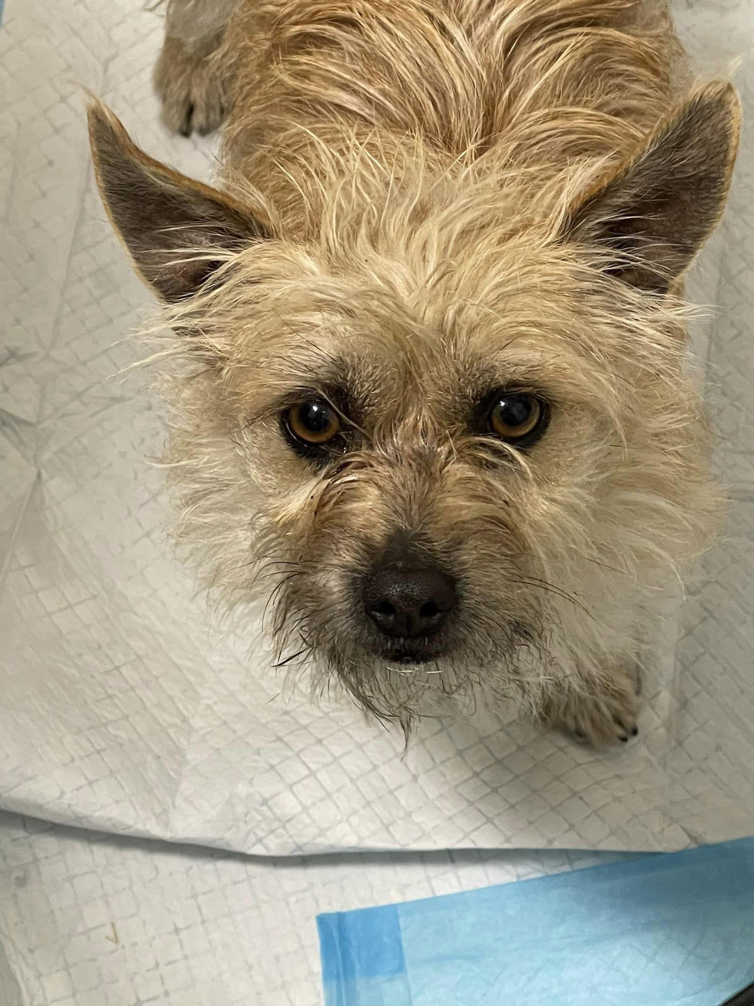 Enlarge Kelcee, a Adoptable mixed breed in West Richland, WA image 5/5