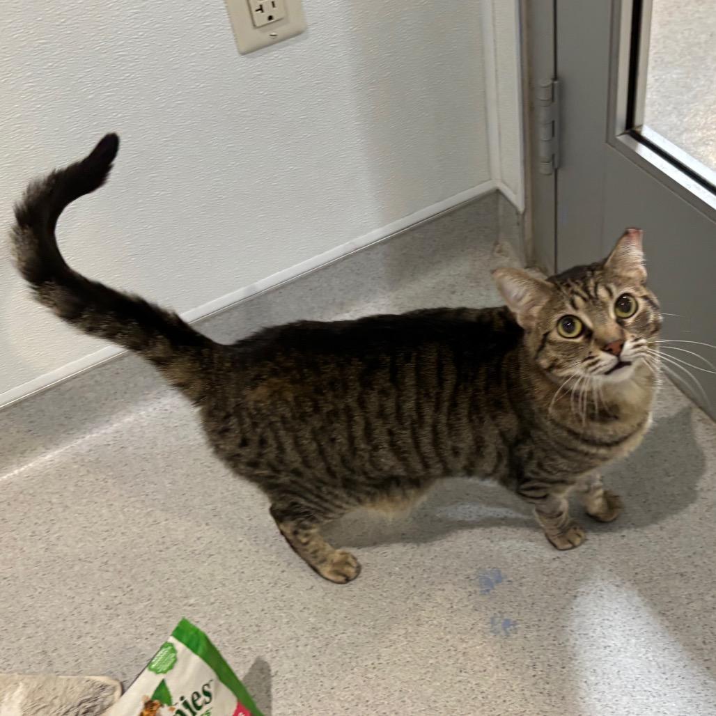 Willow, Adoptable, Adult Female Domestic Short Hair.