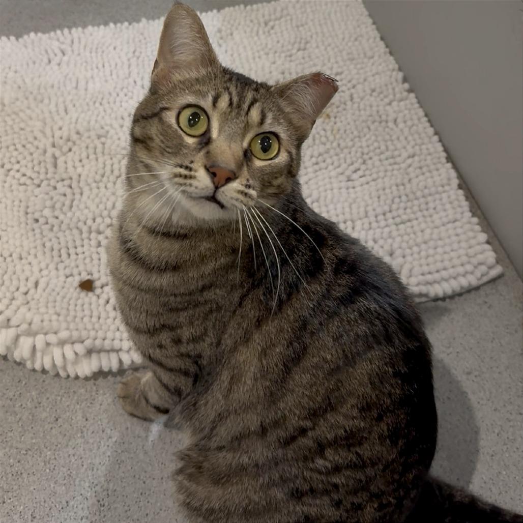 Enlarge Willow, a Adoptable Domestic Short Hair in Murray, UT image 2/3