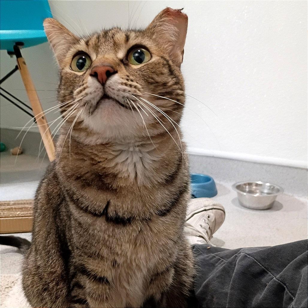 Enlarge Willow, a Adoptable Domestic Short Hair in Murray, UT image 3/3