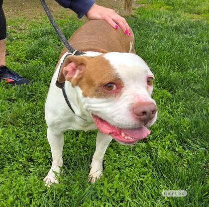 Carter, Adoptable, Senior Male Pit Bull Terrier.