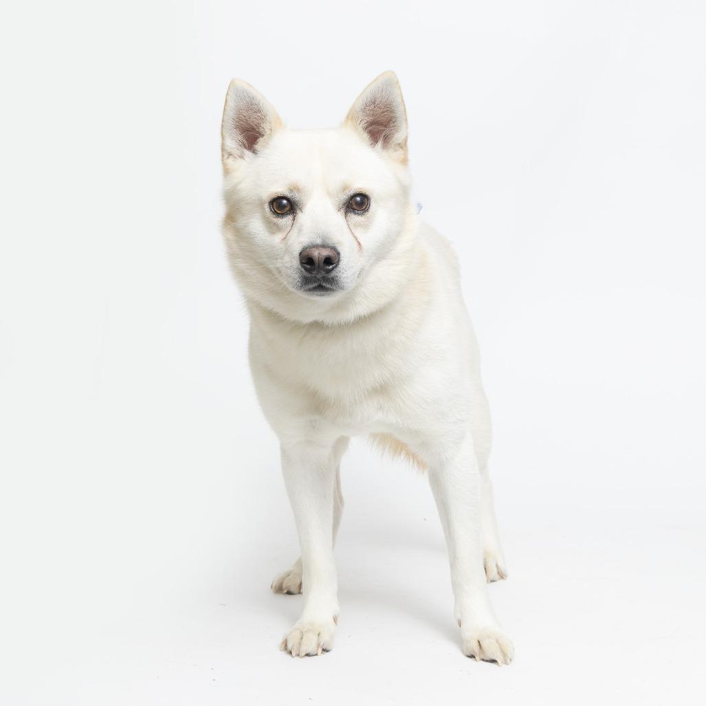 Ghost, Adoptable, Adult Male Husky & Mixed Breed.