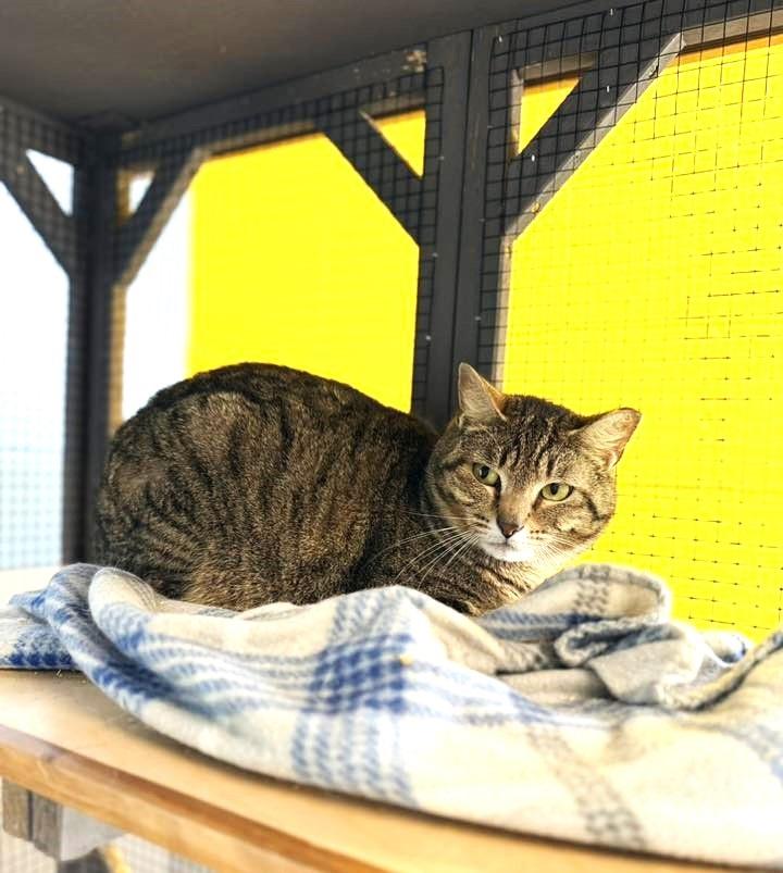 TABBY HUNTER, adoptable, Adult Male Tabby.