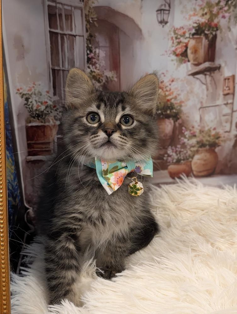 Enlarge Timon, a Adoptable Tabby in Fremont, CA image 1/5