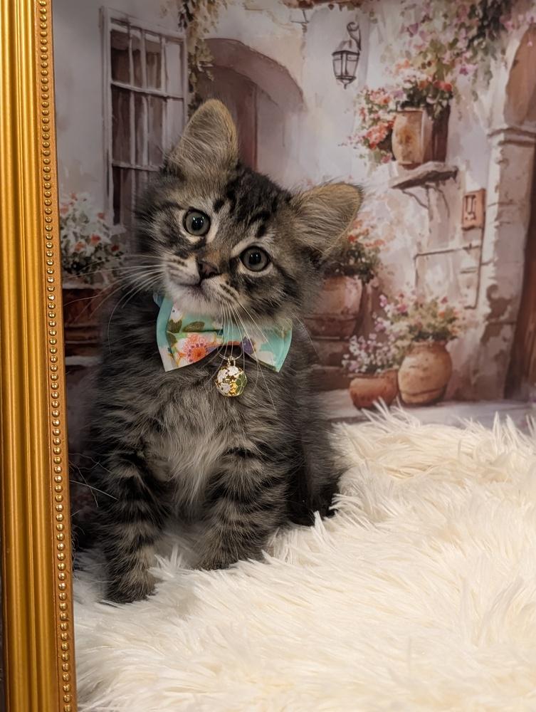 Enlarge Timon, a Adoptable Tabby in Fremont, CA image 2/5