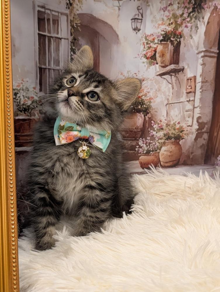 Enlarge Timon, a Adoptable Tabby in Fremont, CA image 3/5