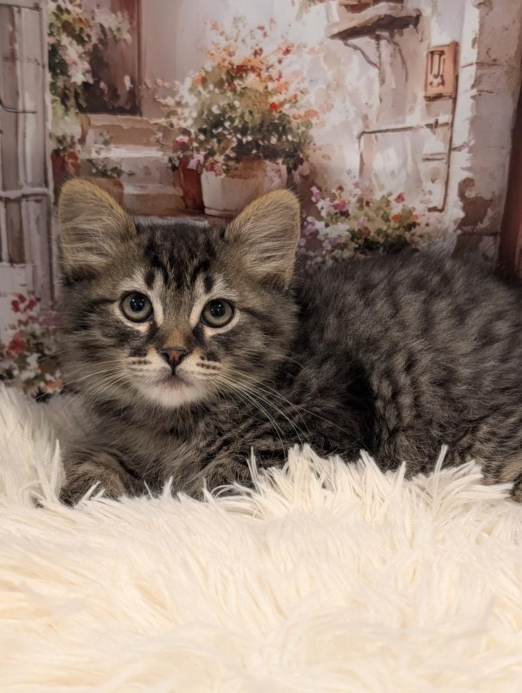 Enlarge Timon, a Adoptable Tabby in Fremont, CA image 4/5